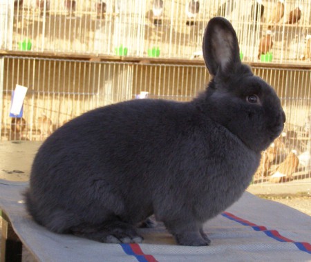 Viedenský modrý - ch. Staňo Daniel